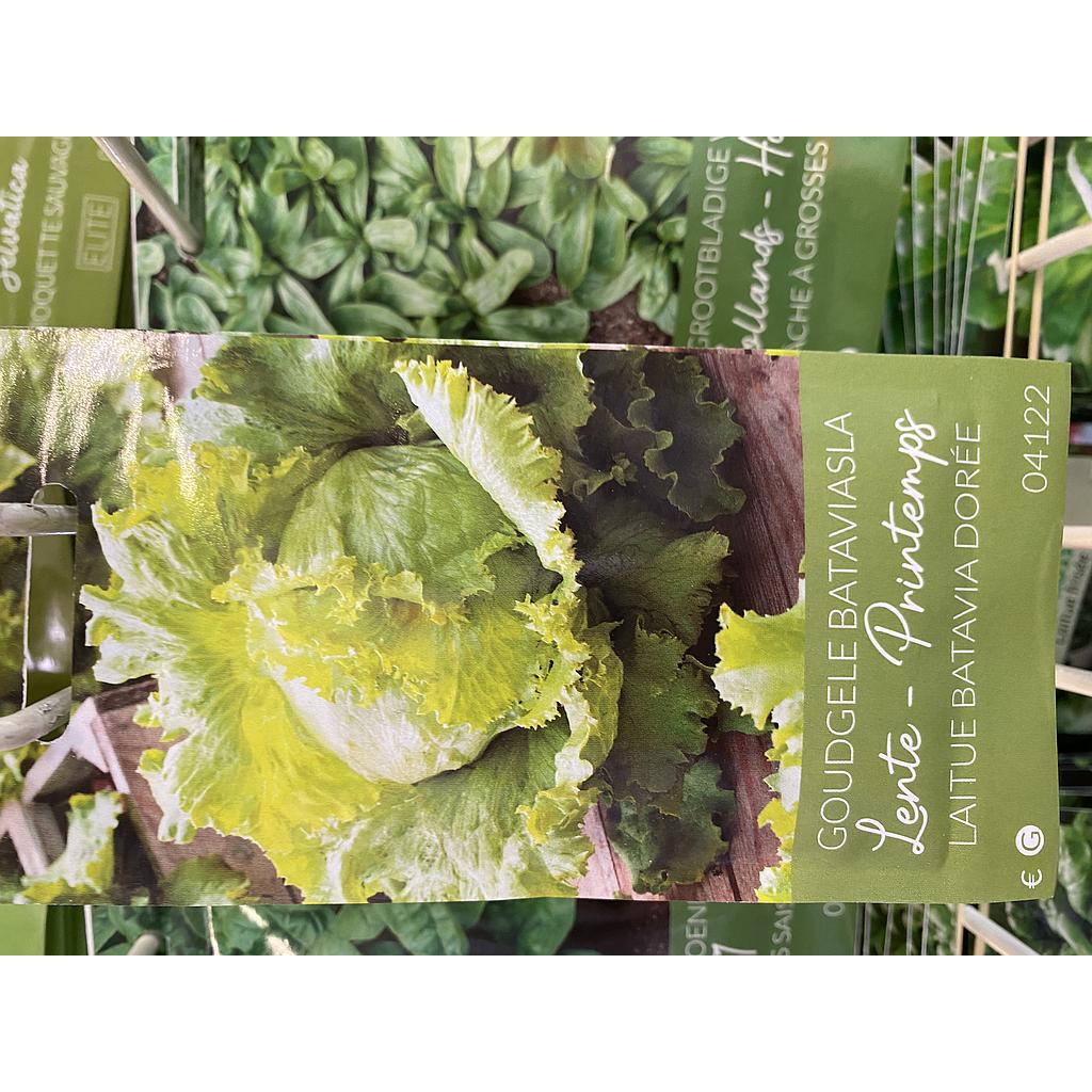 SLA BATAVIA GOUDGELE LENTE