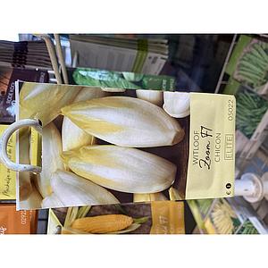 ANDIJVIE WITLOOF ZOOM F1