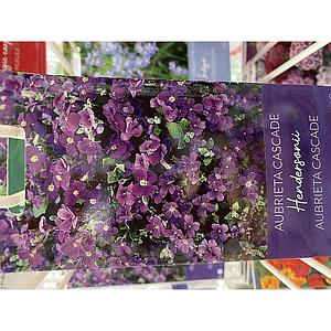 AUBRETIA CASCADE HENDERSONII