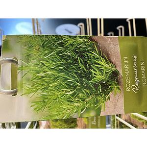 ROZEMARIJN
