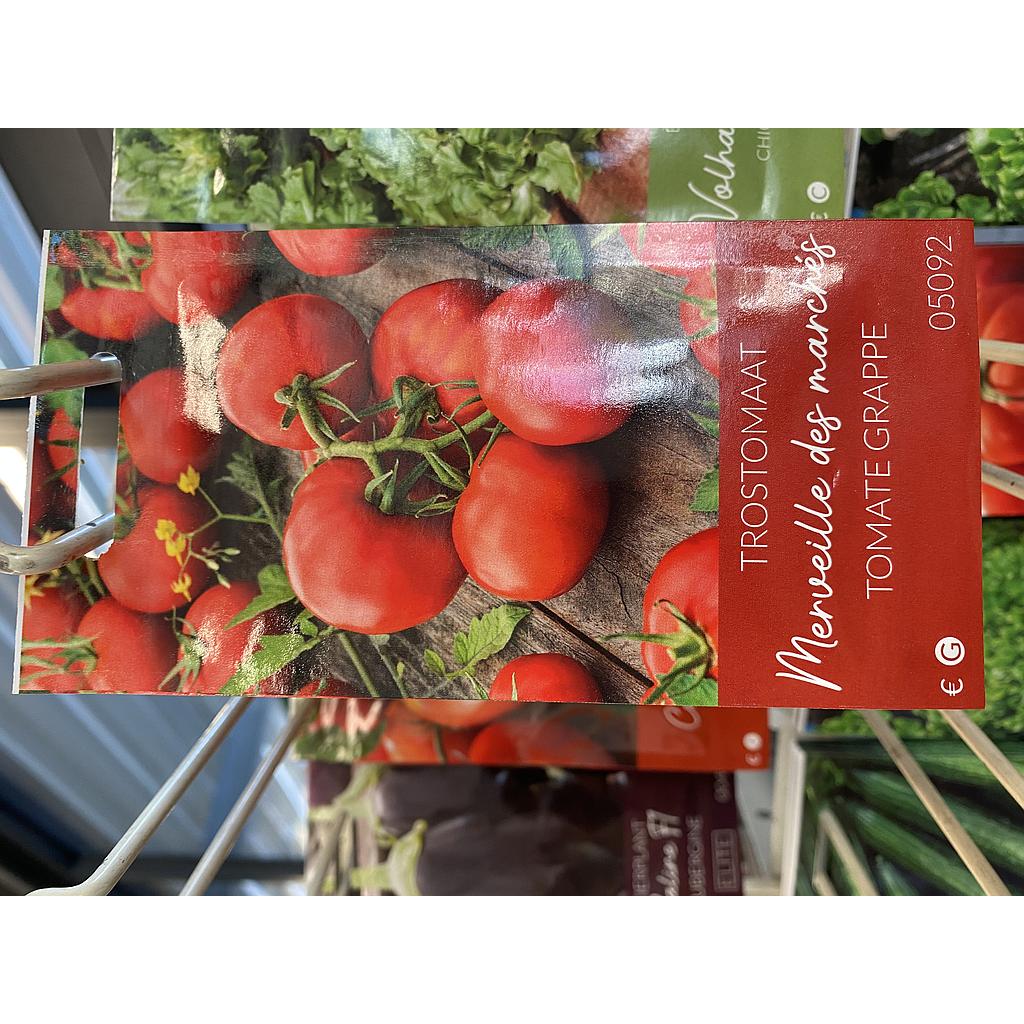 TOMAAT MERVEILLE DES MARCHES