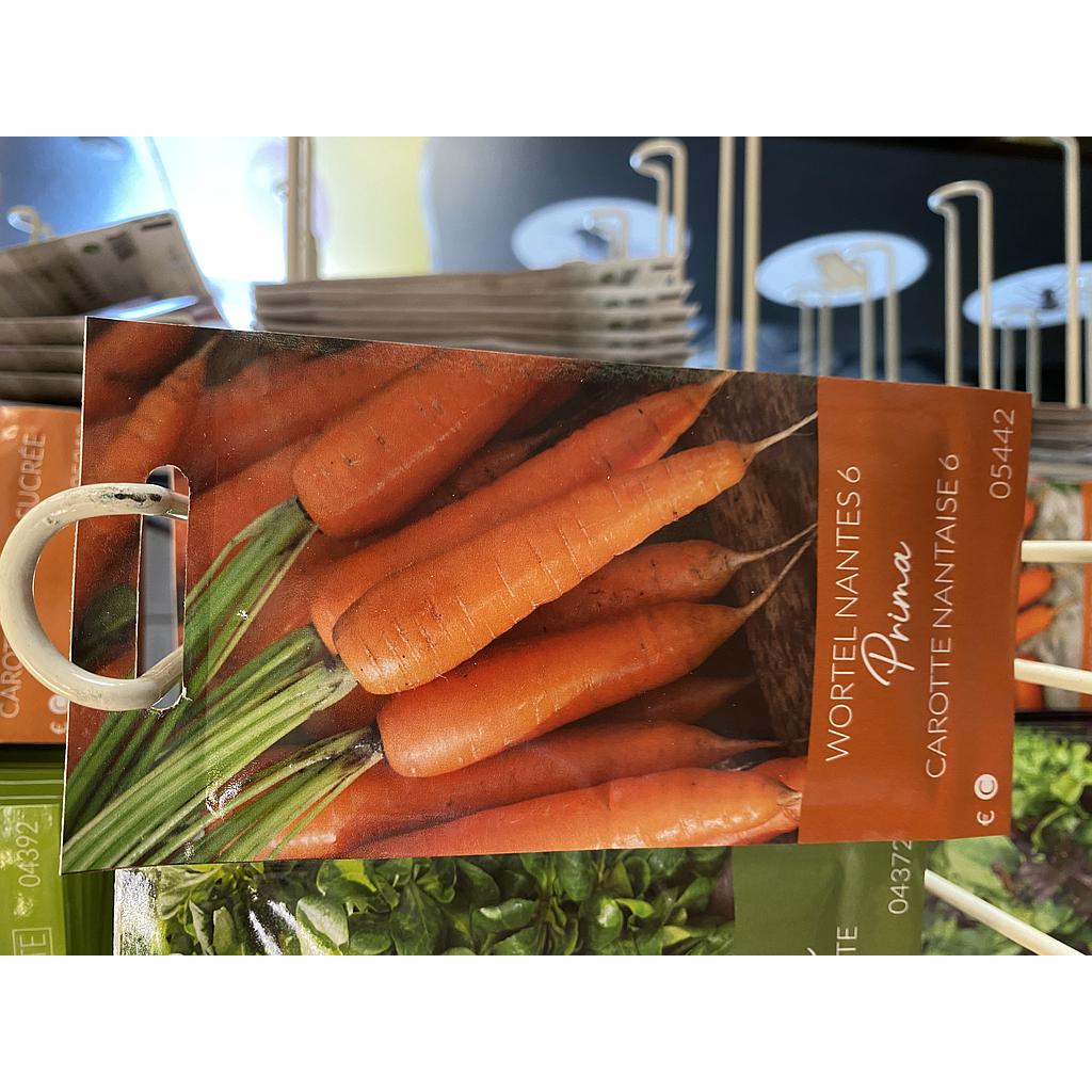 WORTELEN NANTES 6 FANCY