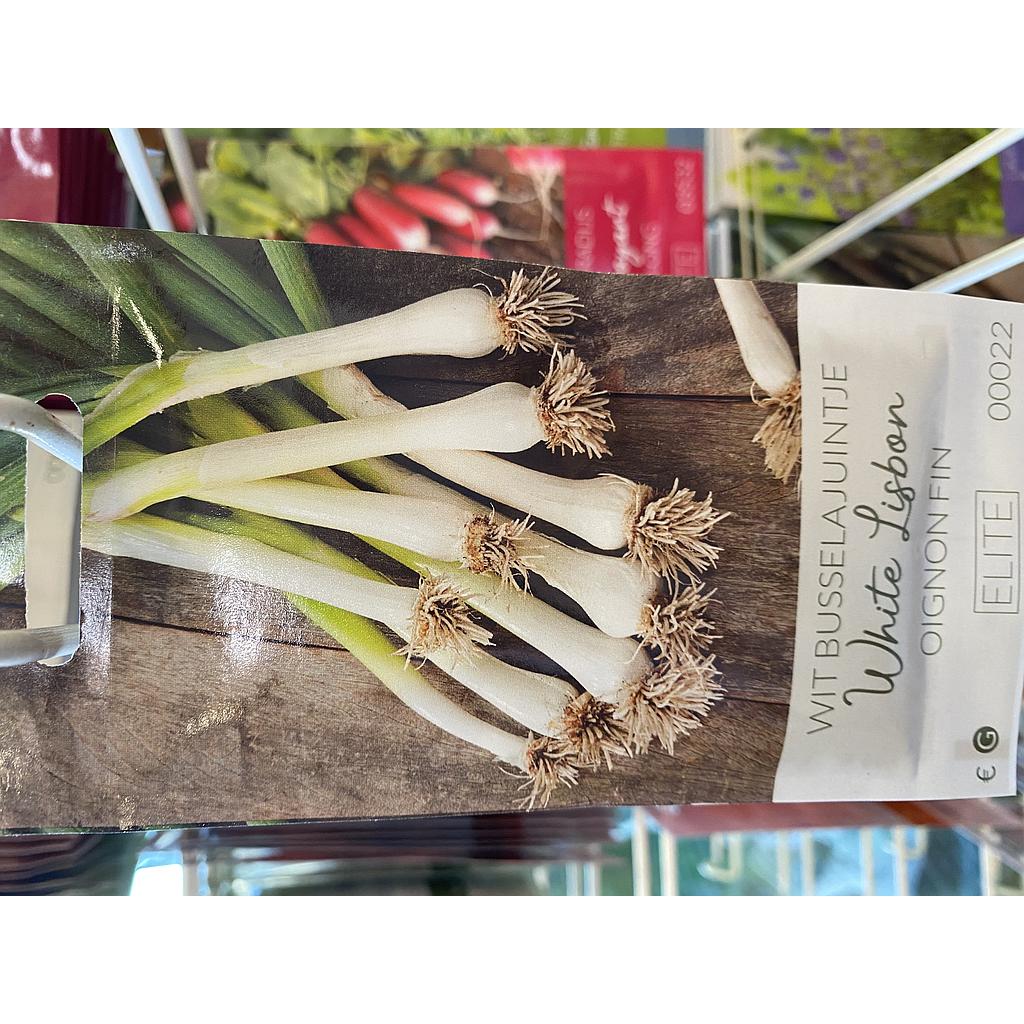 AJUIN BUSSEL WHITE LISBON