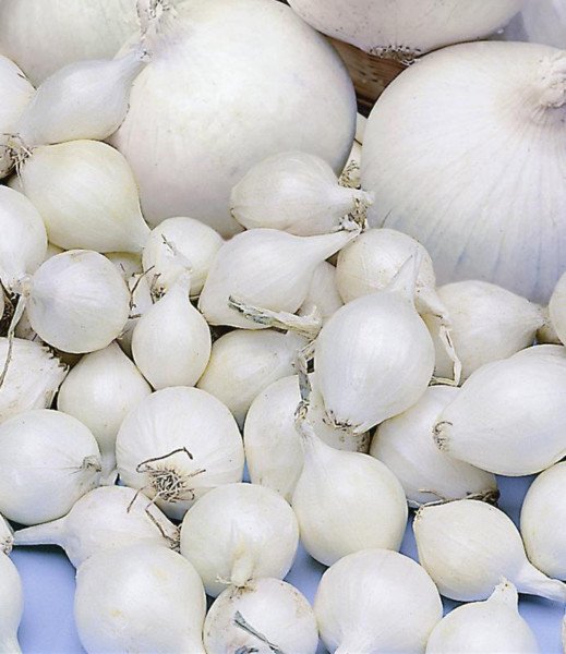 Plantajuin Snowball 14/21 250gr