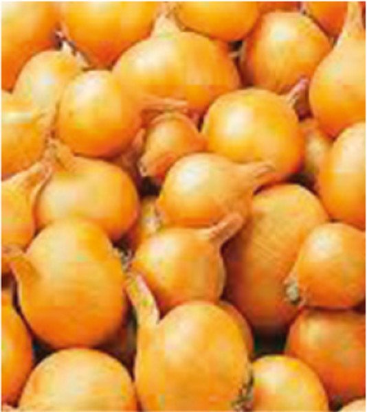 Plantsjalot Yellow Moon 7/15 500gr