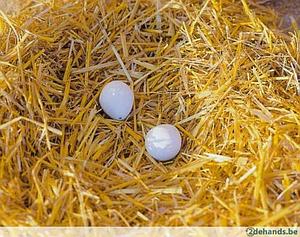 Nesteieren van leem v. kippen los