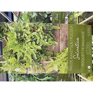 RUCOLA SELVATICA
